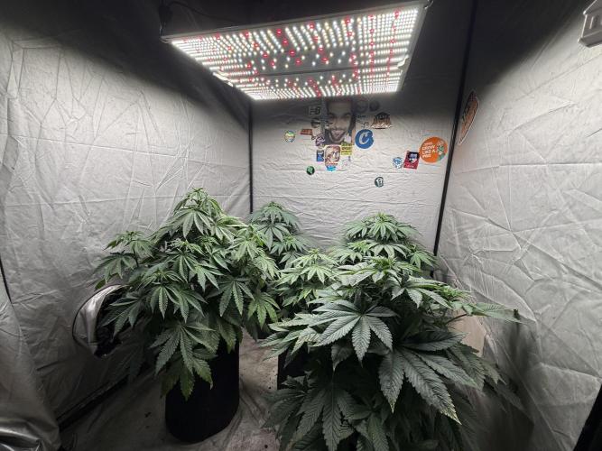 TRIP Sticky Wasabi VS DIP Bat Cake OG. Week 6 - SF-4000 en 120x120