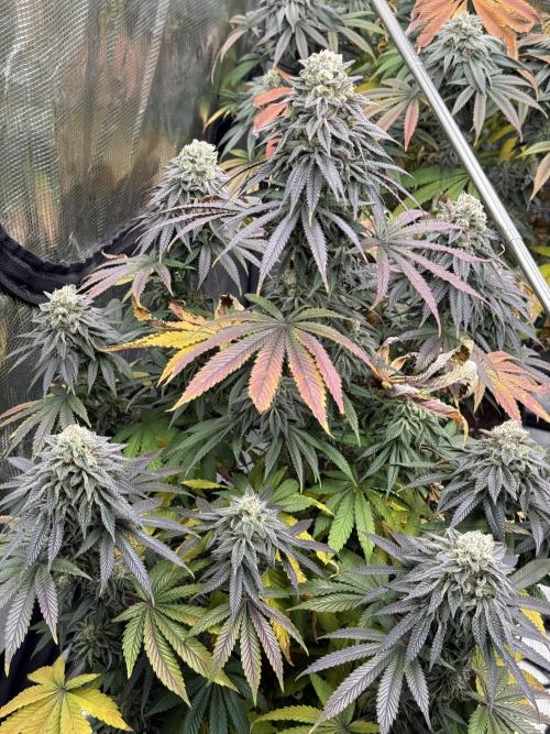 TRIP Sticky Wasabi VS DIP Bat Cake OG. Week 8 - Sticky Wasabi