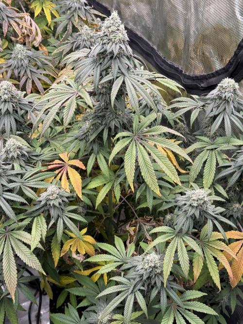 TRIP Sticky Wasabi VS DIP Bat Cake OG. Week 8 - Sticky Wasabi