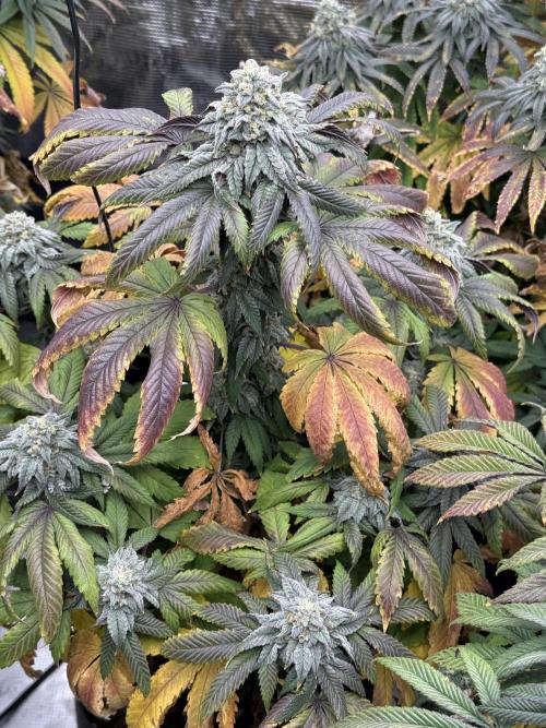 TRIP Sticky Wasabi VS DIP Bat Cake OG. Week 8 - Sticky Wasabi