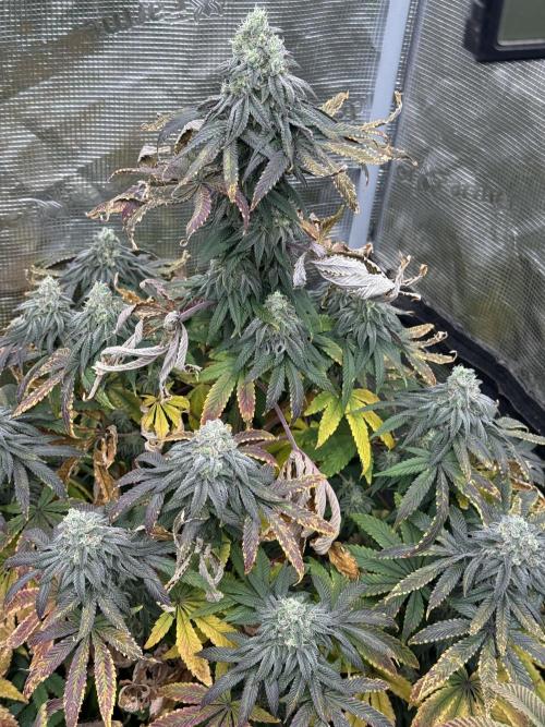 TRIP Sticky Wasabi VS DIP Bat Cake OG. Week 8 - Sticky Wasabi