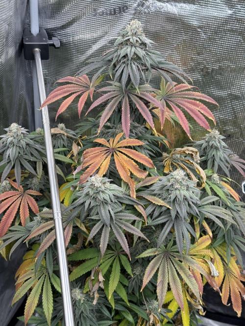 TRIP Sticky Wasabi VS DIP Bat Cake OG. Week 8 - Sticky Wasabi