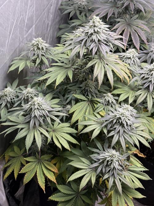 TRIP Sticky Wasabi VS DIP Bat Cake OG. Week 8 - Bat Cake OG