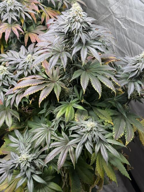 TRIP Sticky Wasabi VS DIP Bat Cake OG. Week 8 - Bat Cake OG