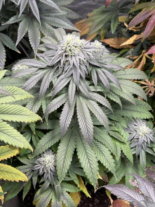 TRIP Sticky Wasabi VS DIP Bat Cake OG. Week 8 - Bat Cake OG
