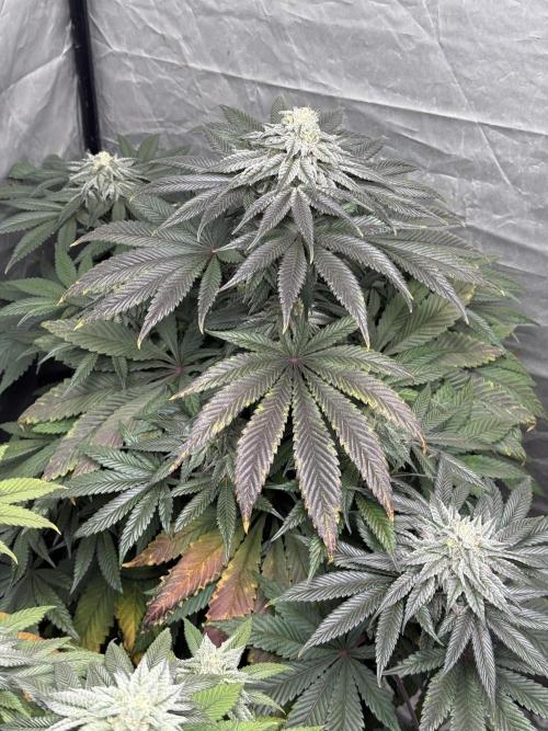 TRIP Sticky Wasabi VS DIP Bat Cake OG. Week 8 - Bat Cake OG