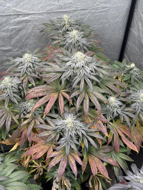 TRIP Sticky Wasabi VS DIP Bat Cake OG. Week 8 - Bat Cake OG