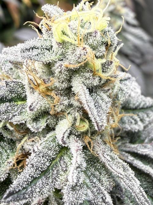 TRIP Sticky Wasabi VS DIP Bat Cake OG. Week 8 - Bat Cake OG