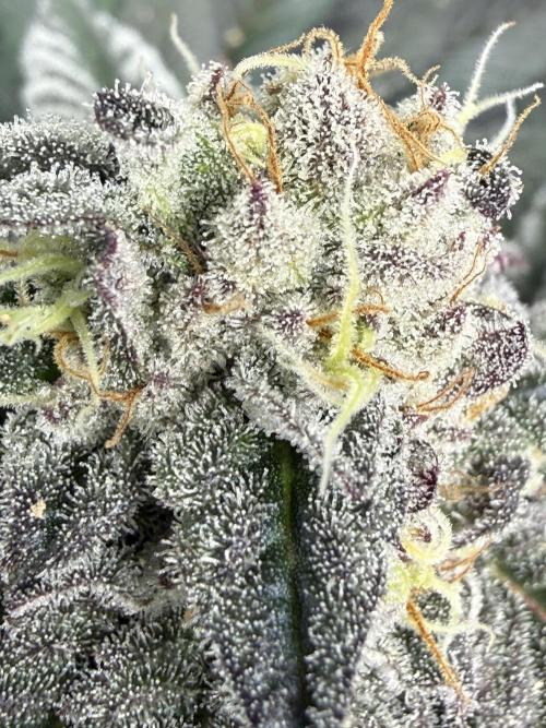TRIP Sticky Wasabi VS DIP Bat Cake OG. Week 8 - Bat Cake OG