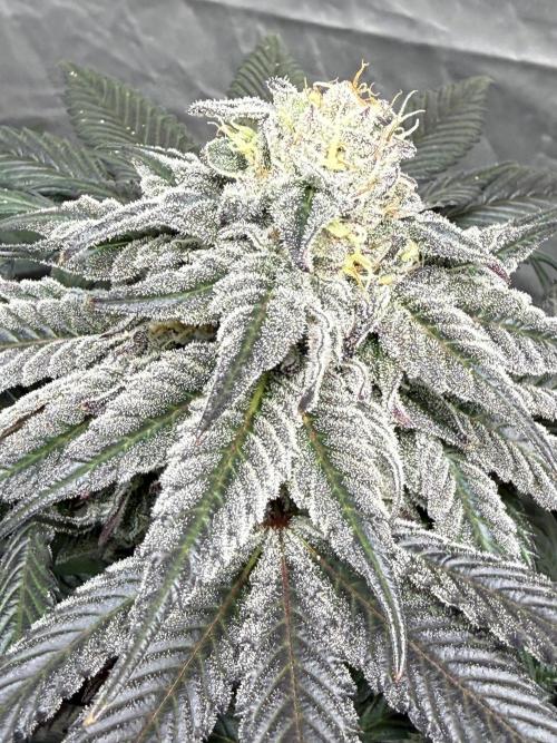 TRIP Sticky Wasabi VS DIP Bat Cake OG. Week 8 - Bat Cake OG