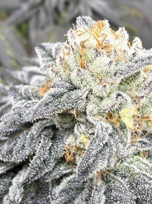 TRIP Sticky Wasabi VS DIP Bat Cake OG. Week 8 - Bat Cake OG