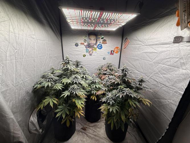 TRIP Sticky Wasabi VS DIP Bat Cake OG. Week 8 - SF-4000