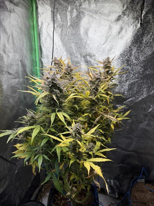 PurplePunch Auto in AutoPot. Week 12