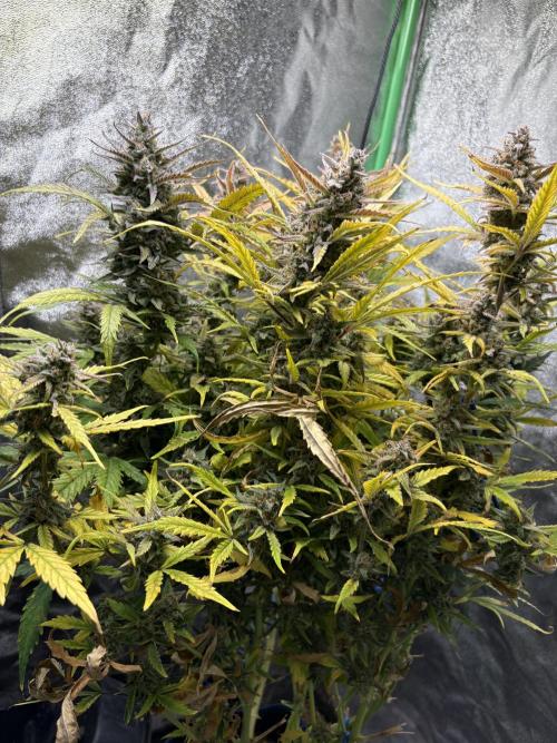 PurplePunch Auto in AutoPot. Week 12