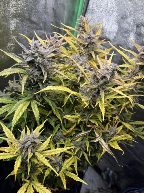 PurplePunch Auto in AutoPot. Week 12