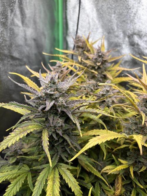 PurplePunch Auto in AutoPot. Week 12