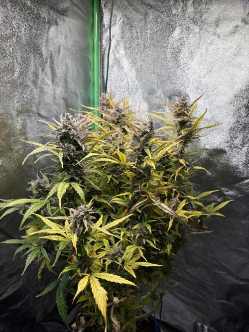 PurplePunch Auto in AutoPot. Week 12