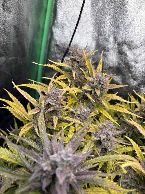 PurplePunch Auto in AutoPot. Week 12