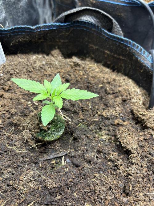Apple & Banana in AutoPot. Week 1