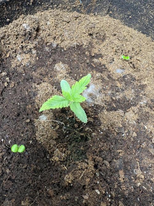 Apple & Banana in AutoPot. Week 1