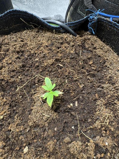 Apple & Banana in AutoPot. Week 1