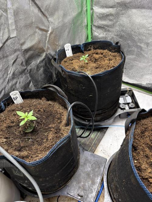 Apple & Banana in AutoPot. Week 1