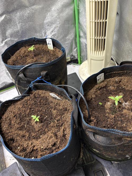 Apple & Banana in AutoPot. Week 1