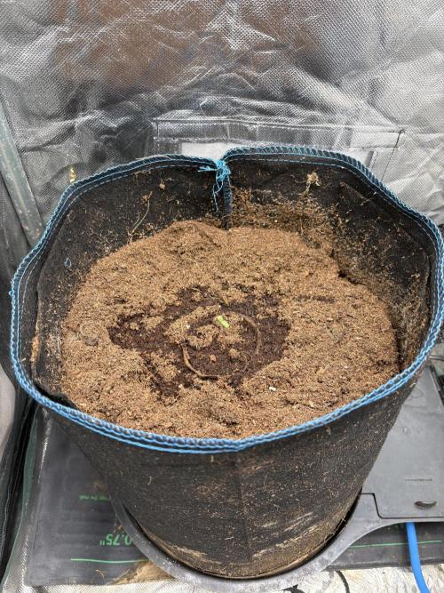 Lemon Haze Auto. Week 0
