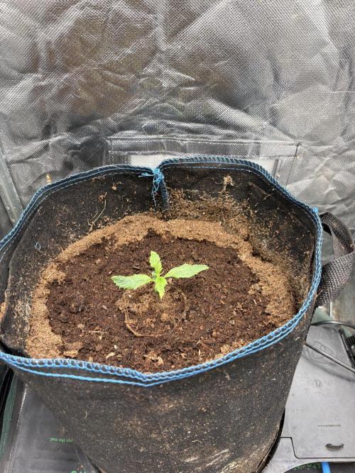 Lemon Haze Auto. Week 1