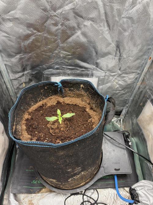 Lemon Haze Auto. Week 1