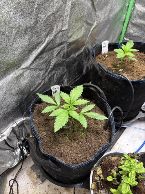 Apple & Banana in AutoPot. Week 2