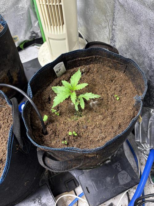 Apple & Banana in AutoPot. Week 2