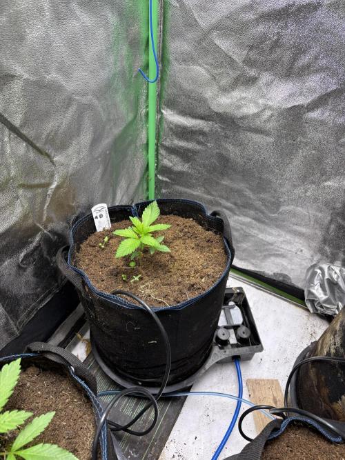 Apple & Banana in AutoPot. Week 2