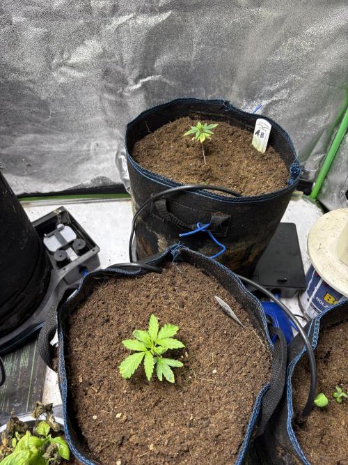 Apple & Banana in AutoPot. Week 2