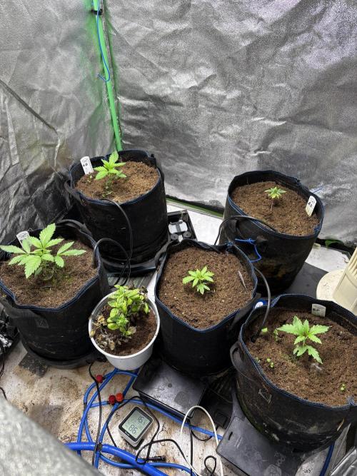 Apple & Banana in AutoPot. Week 2