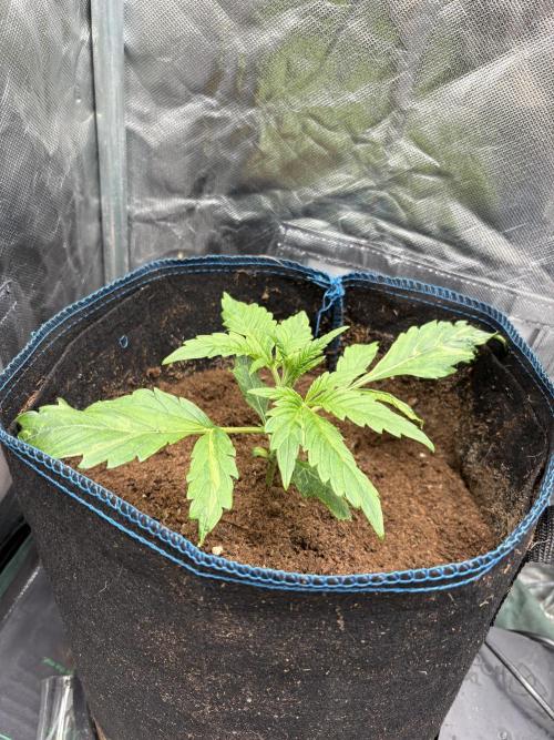 Lemon Haze Auto. Week 2