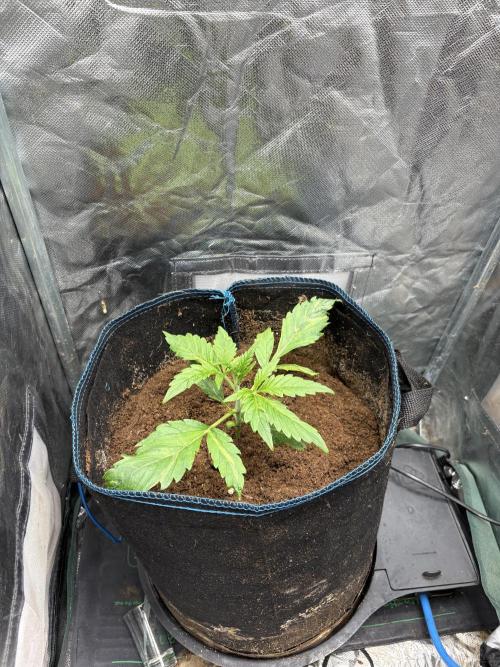 Lemon Haze Auto. Week 2