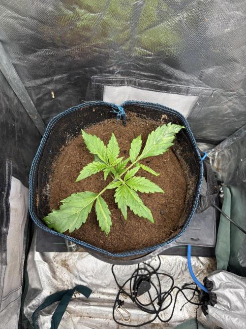 Lemon Haze Auto. Week 2