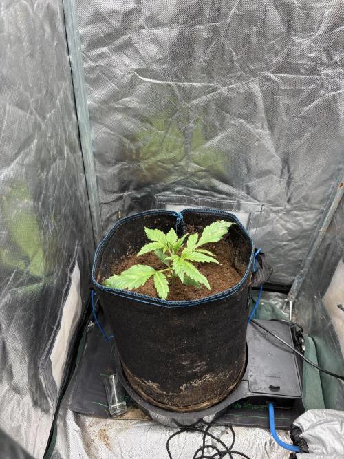 Lemon Haze Auto. Week 2