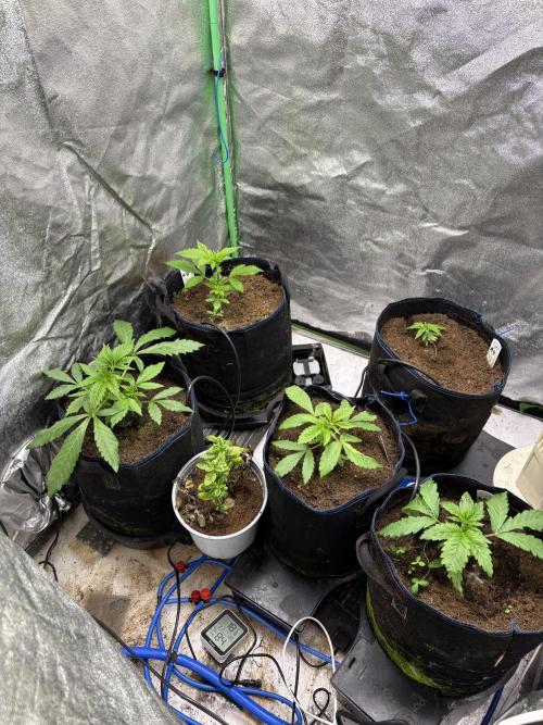 Apple & Banana in AutoPot. Week 3