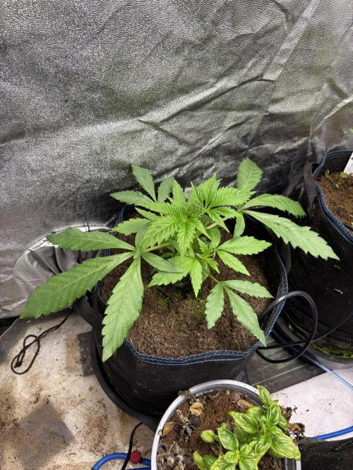 Apple & Banana in AutoPot. Week 3