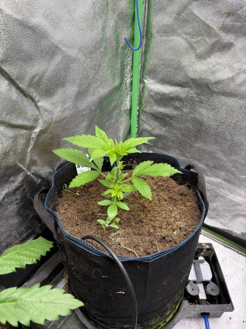 Apple & Banana in AutoPot. Week 3