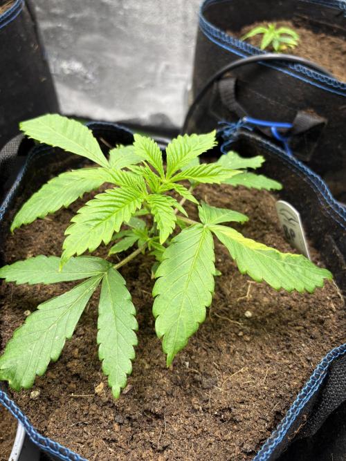 Apple & Banana in AutoPot. Week 3