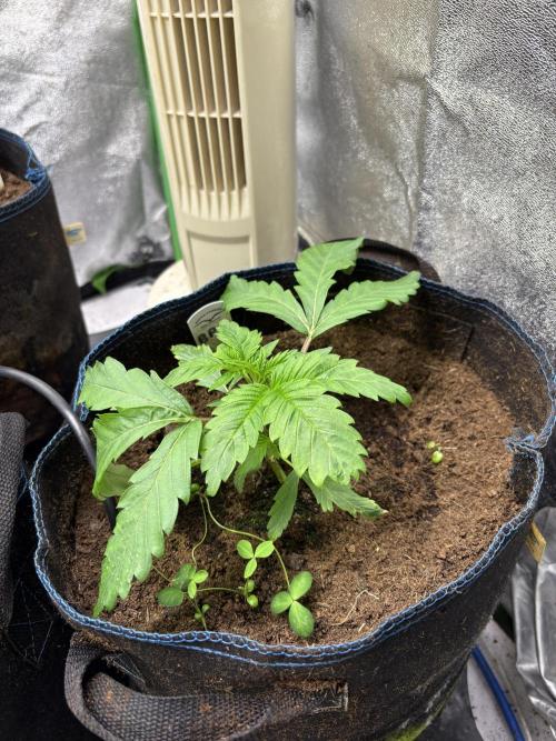 Apple & Banana in AutoPot. Week 3