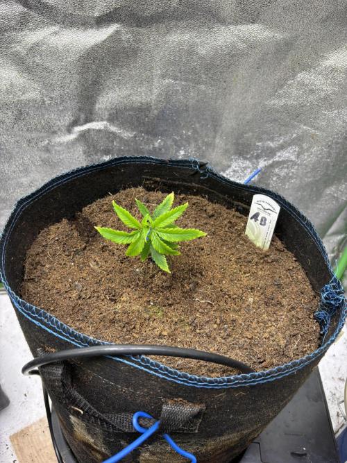 Apple & Banana in AutoPot. Week 3