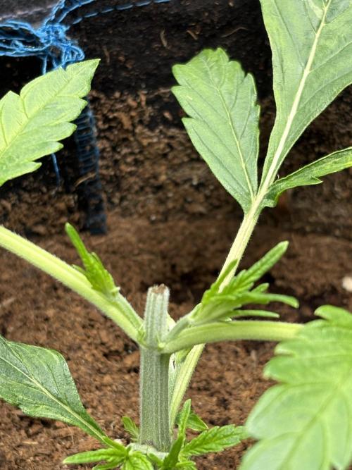 Lemon Haze Auto. Week 3