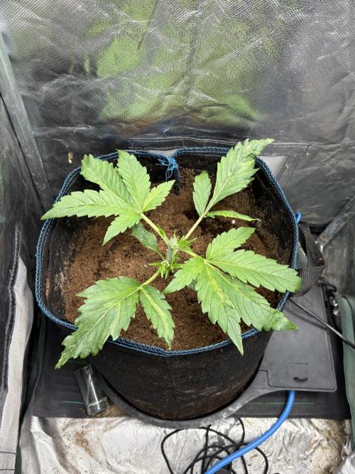 Lemon Haze Auto. Week 3