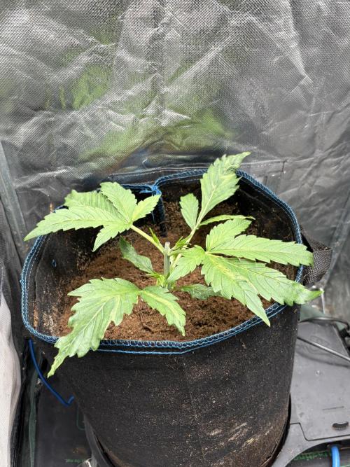 Lemon Haze Auto. Week 3