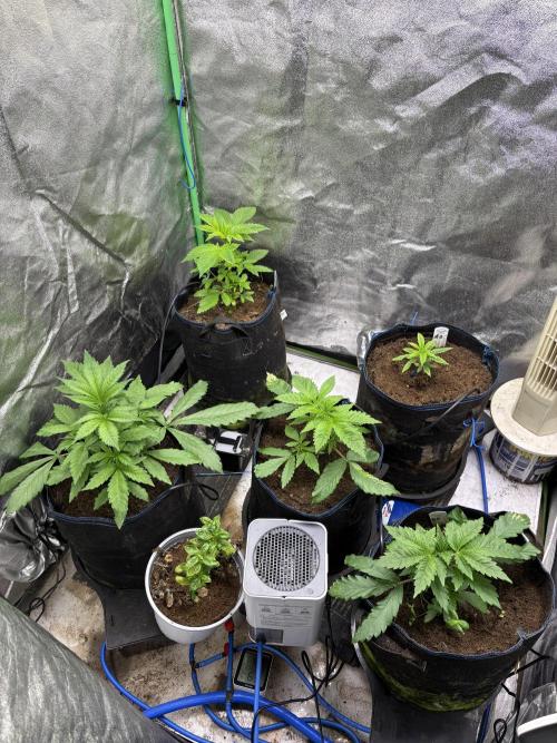 Apple & Banana in AutoPot. Week 4