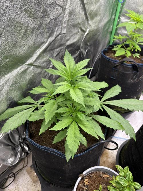 Apple & Banana in AutoPot. Week 4